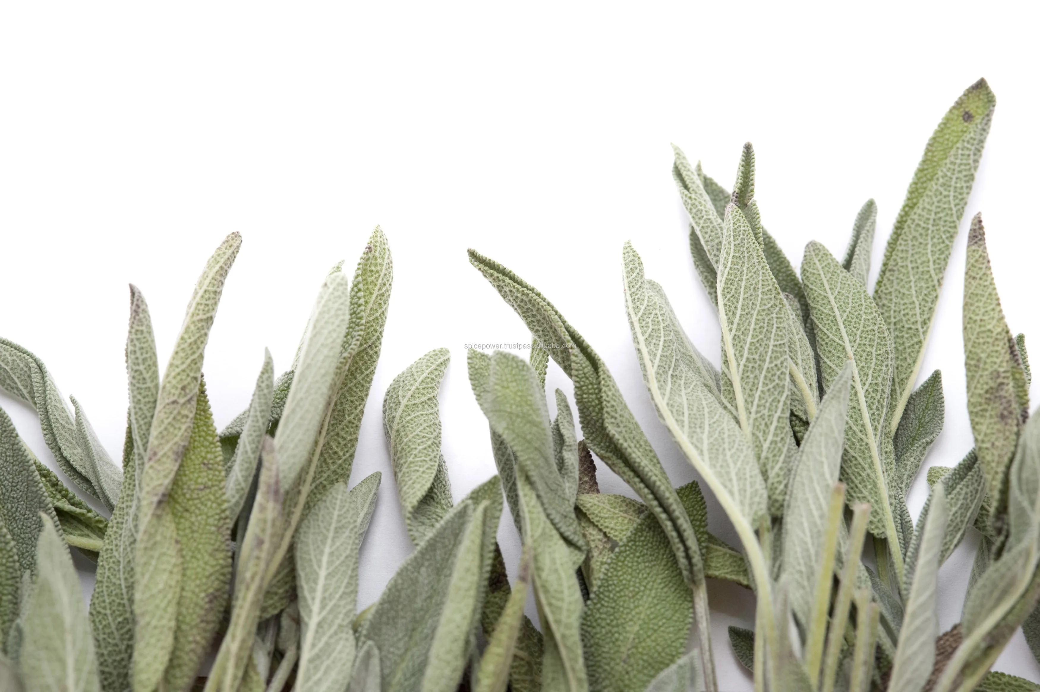 Sage Leaves Buy Sage Leaves,Sage,Dried Sage Leaves Product on