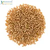 Indian High Quality Sortex Wheat