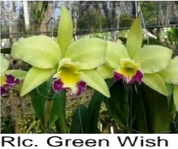 seedling cattleya rlc wish larger