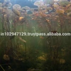 Treats and prevents algae from reappearing in pond air pump