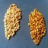 black barley,peanut barley,animal feed barley