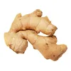 Fresh Ginger/ Ginger Powder High Quality/ Ms Daisy Tran +84 917343549