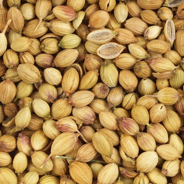 indian coriander seed
