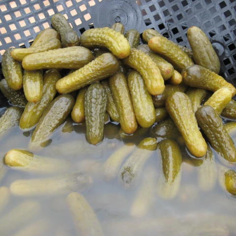
Pickled cucumbers, gherkins, cornichons 
