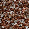 Dried Coconut Copra for sale