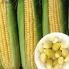 Cracked yellow Maize/ Corn for animals