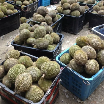 Fresh Durian D24 Malaysia
