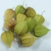 /product-detail/dried-physalis-angulata-extract-powder-and-whole-plant-cuts-for-natural-herbal-medicine-50046054957.html