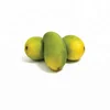 Fresh Mangos / Mango Fruit / Indian Fresh Premium Quality Kesar Mango