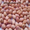 peanuts/groundnut