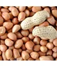 Dried Groundnut Kernel