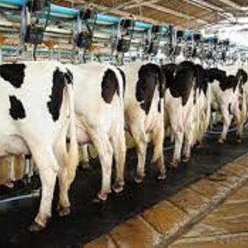 Live Friesian Holstein Heifers Pregnant Cow Buy Holstein Dairy