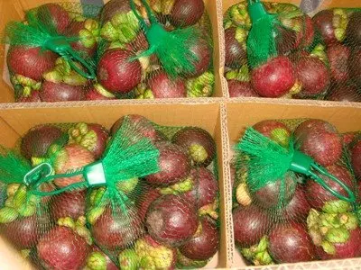 
WHOLE SALE mangosteen 