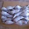 /product-detail/frozen-hilsha-fish-dotted-gizzard-shad-new-landing-50036638546.html
