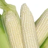 Animal Feed Yellow Corn for sale now cheap now