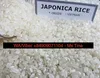 High quality japonica /round rice 3%, 5% broken S.G.S test loading onto container