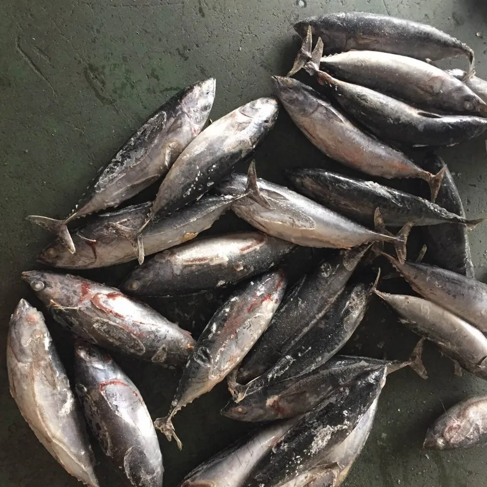 frozen fish bonito tuna size 500-700