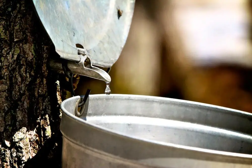 sapsucker maple tree filtered water