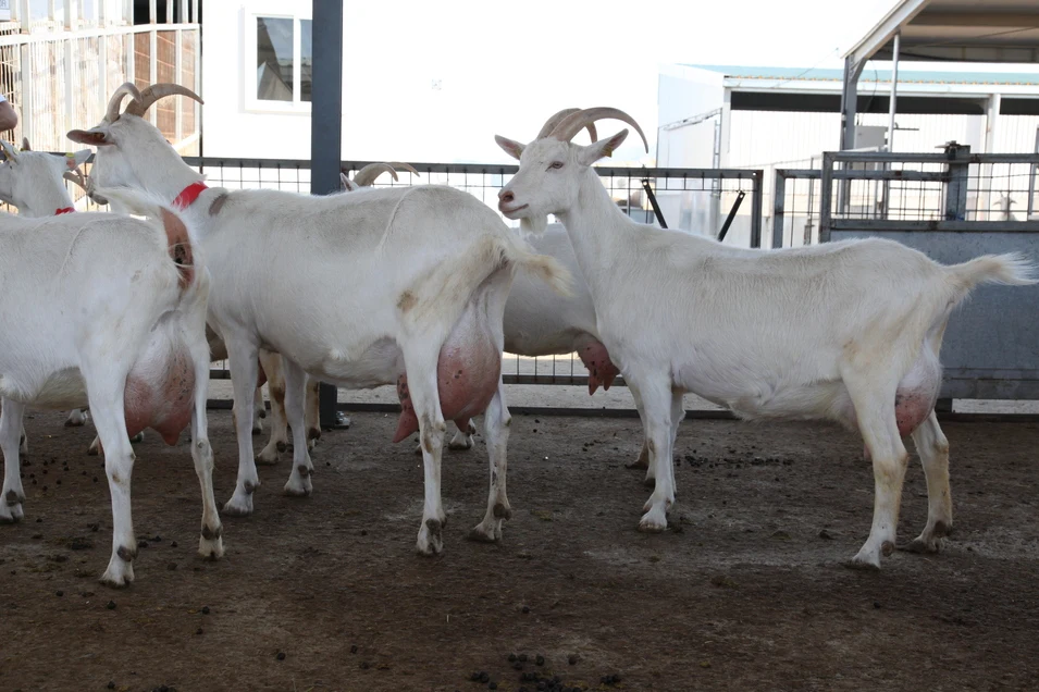 Milking Saanen Goats And Pregnant Saanen Goats For Sale Buy Live