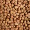 HAZELNUT KERNEL AND HAZELNUT IN SHELL