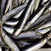 /product-detail/frozen-anchovy-fish-62001795658.html