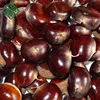 New crop Thai wholesale bulk fresh chestnut in shell