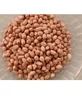 Groundnut Kernel