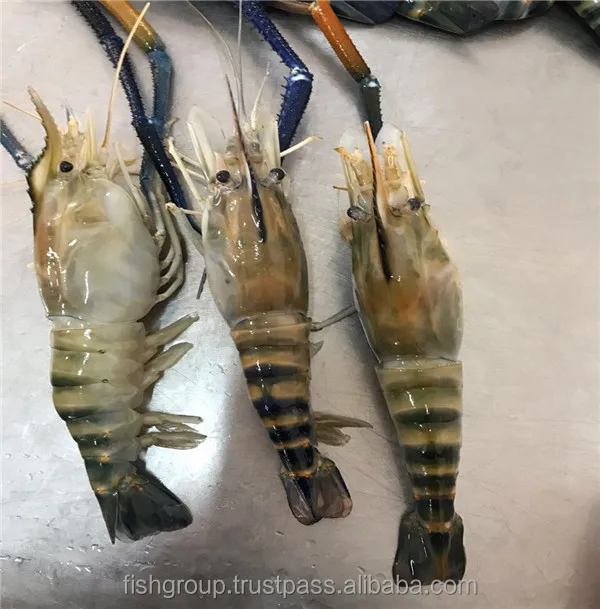 Shrimp Frozen Live Frozen Freshwater Scampi Hoso Bqf With 18 Months Shelf Life Buy Scampi Hoso Freshwater Shrimp River Shrimp Product On Alibaba Com