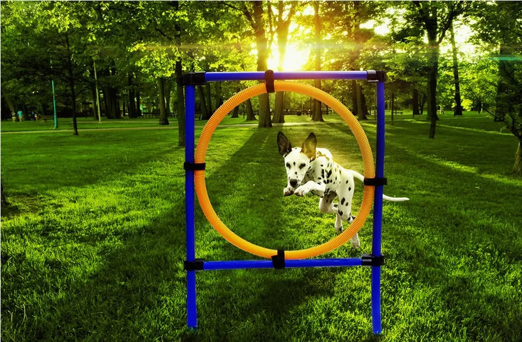 Cheap Dog Games, find Dog Games deals on line at