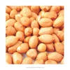 Groundnut Kernels supplier from India