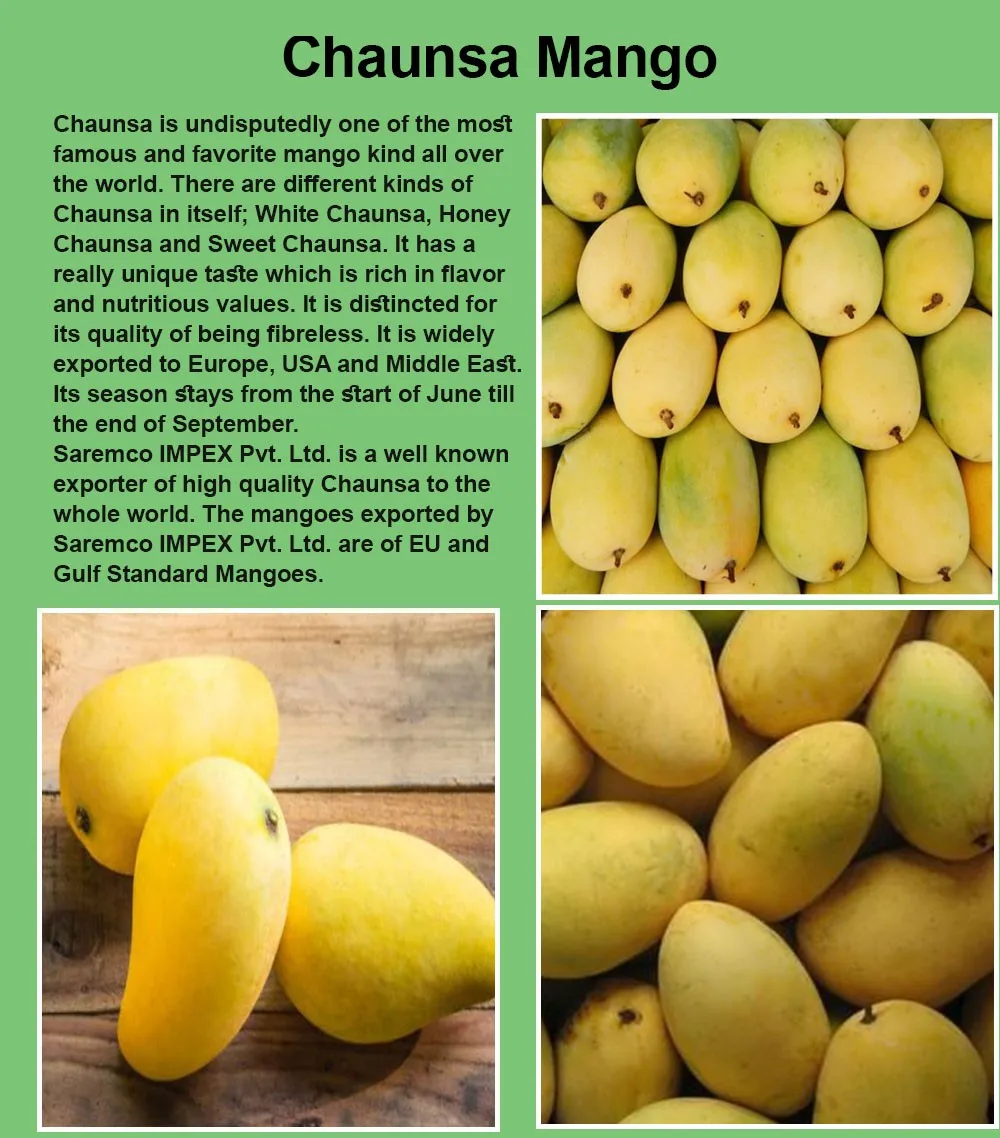 Saremco Chaunsa <b>Mangoes</b>.