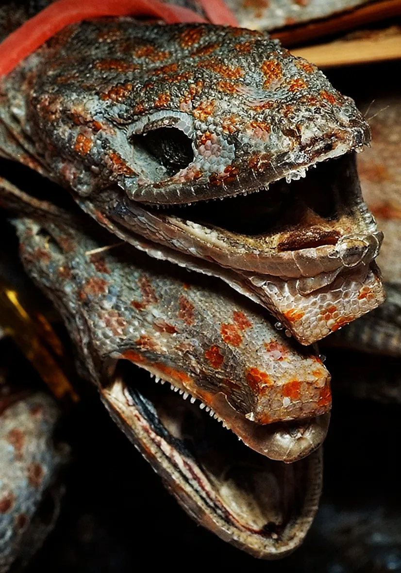 Dried /dry Gecko - Dried-flying Tokay Gecko From Vietnam - Buy Tokay