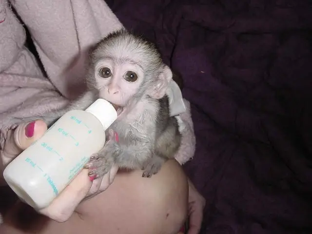 Des Singes Capucins A Vendre Buy Singes Capucins Singes Capucins Singes Capucins Product On Alibaba Com