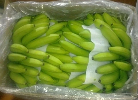 
FRESH GREEN PREMIUM QUALITY BANANAS/VIETNAM BANANA/Whatsapp: +84 845 639 639 in 2020 