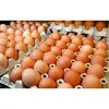 /product-detail/white-and-brown-fresh-table-eggs-hatching-eggs-50044180580.html