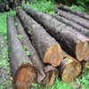 /product-detail/wood-logs-best-price-of-pine-logs-timber-from-vietnam-50044571544.html