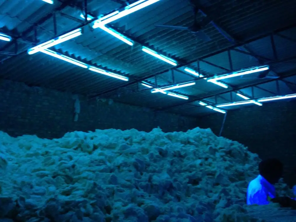 
COTTON FOR CURRENCY PAPERS 