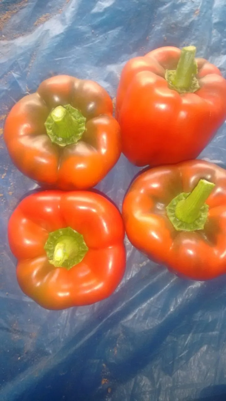 fresh sweet capsicum/ bell pepper looking for buyers