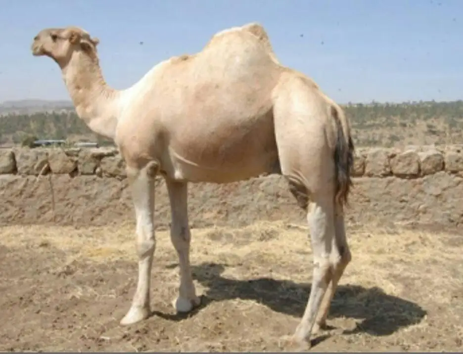 
Live Camels,cow,camel,sheep,goat,ox,bull 