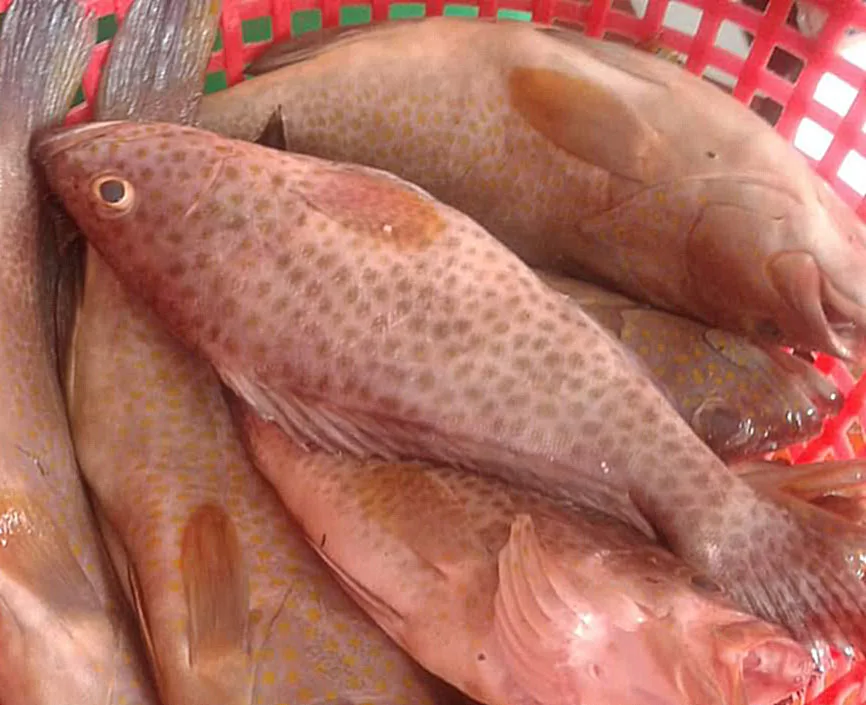 Great Quality Delicious Spotted Grouper Fish From Indonesia For Sale