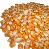 Yellow Maize, Dried Yellow Corn, Popcorn, White Corn Maize for SALE..