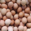 /product-detail/fresh-chicken-table-eggs-quail-eggs-50032864595.html