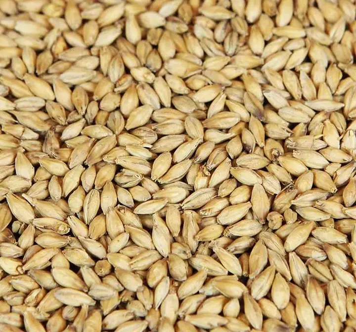 优质新鲜批发大麦饲料,麦芽大麦动物饲料大麦,以便宜的价格出售