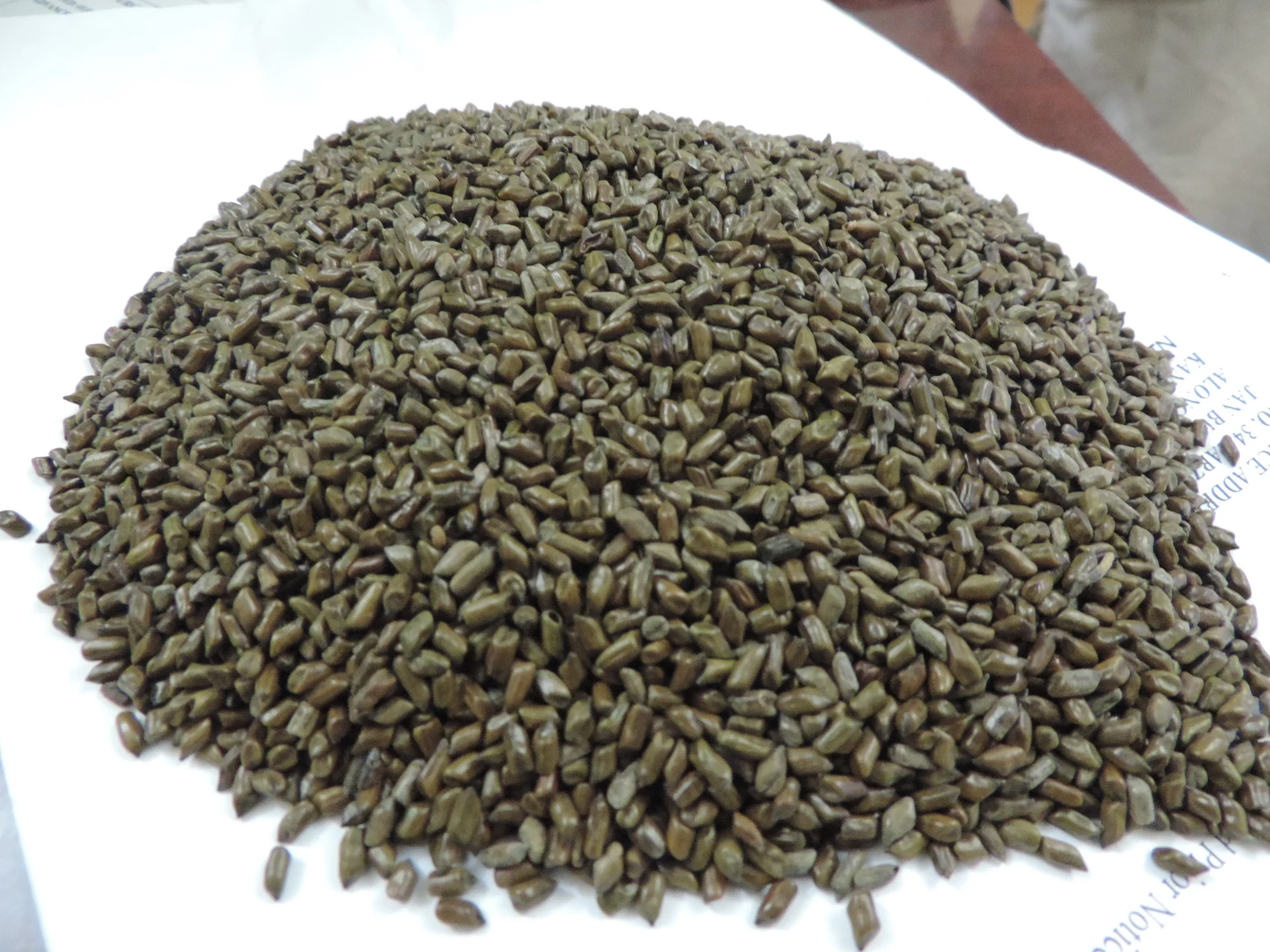 Best Quality Cassia Tora Seeds From India Buy Cassia