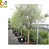 Directly From Grower Best Price Olea Europaea Olive Tree