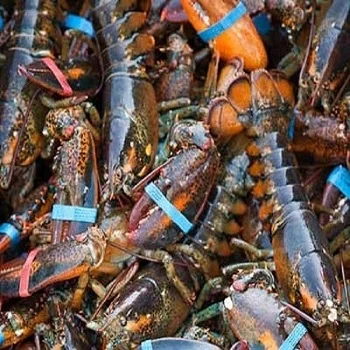 Live-Lobsters 1.jpg
