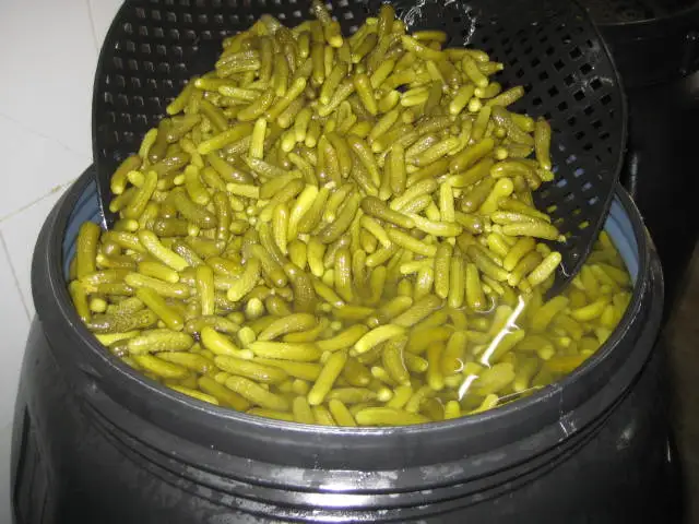 
Pickled cucumbers, gherkins, cornichons 