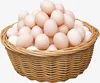 Grade AA Fertile Hatching Chicken Egg/Fresh Chicken Table Eggs/Quail Egg
