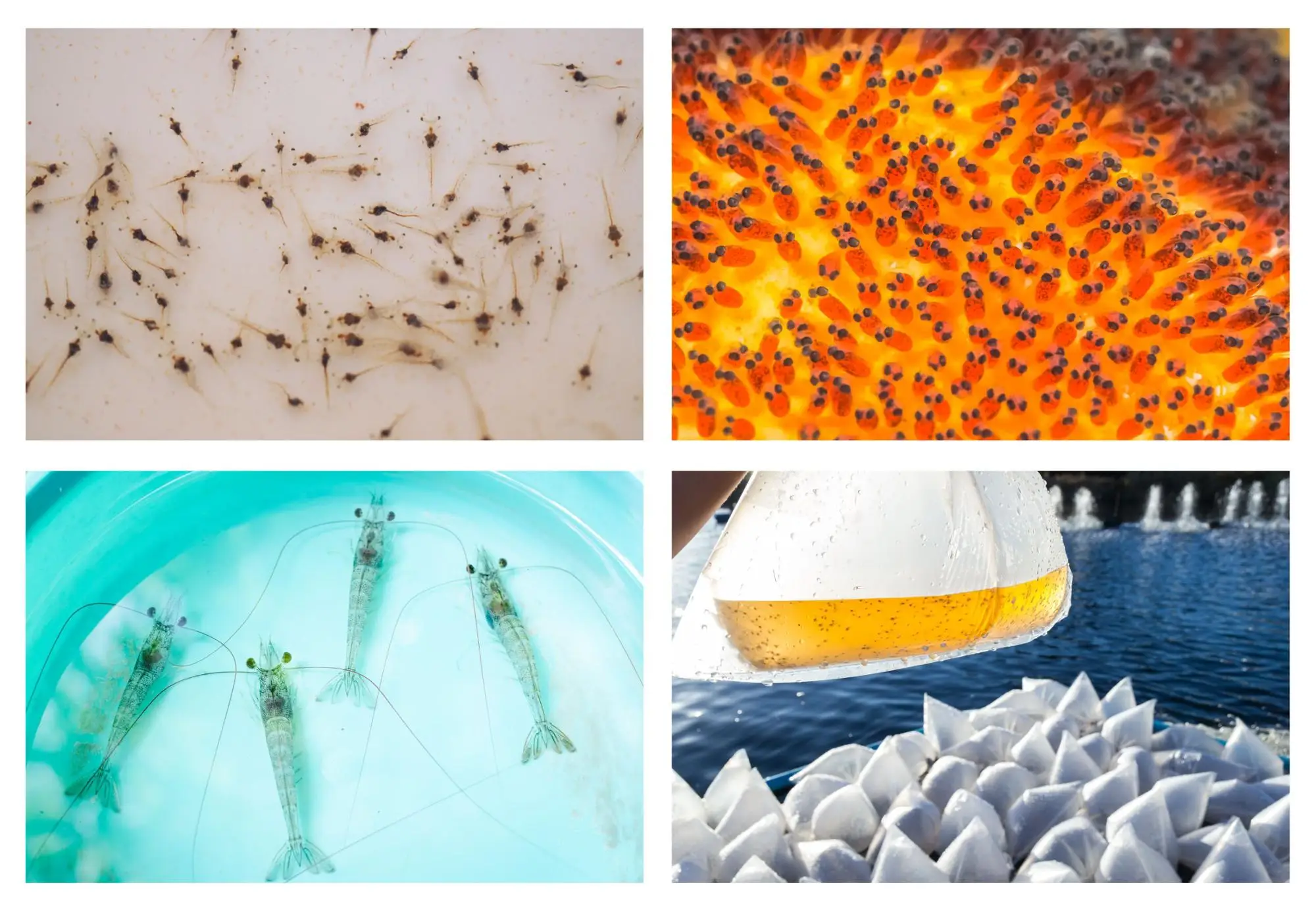 hatchery Collage New