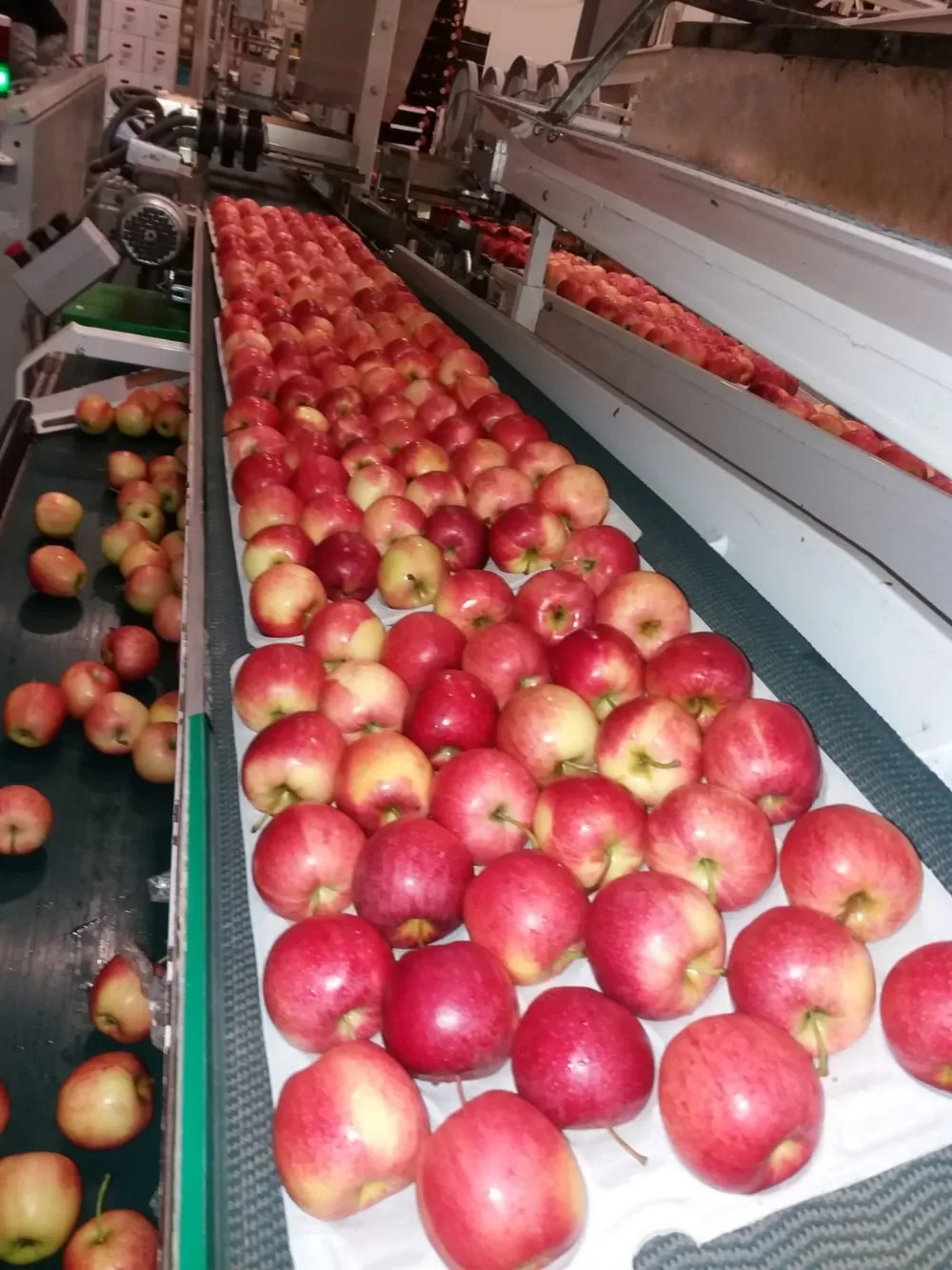 Fresh Fruits Apples Royal Gala Fresh Apples Class One Apples Polish